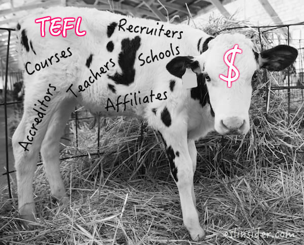 tefl cash cow